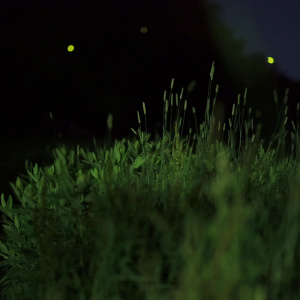 "Fireflies" - Still from Midnight Mind by Mara Katria